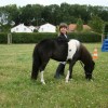 Studbook Belge du cheval miniature  -  Belgisch miniatuur paard