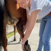 Shana Labed  - Veterinaire  osteopatheéquin