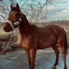 les-écuries-k  - Commerce chevaux et poney