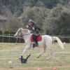 horseback-archery-belgium