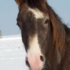 Henry clementine Horse care