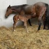 horse veterinarian