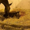 horse veterinarian