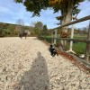 de-jamblinne-anne veterinaire