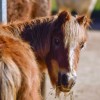 equi-chance-asbl - refuge pour animaux maltraites