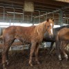 equi-chance-asbl - refuge pour animaux maltraites