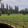 haras-de-belletiere