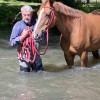 haras-de-belletiere