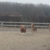 La Petite Ferme de Trazegnies asbl