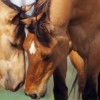 vet-ethology-problemes-compormentaux chez le cheval