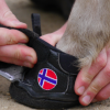 Hoof Wear specialiste du sabot de cheval -  