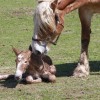 Ecole de shiatsu equin Belgique 