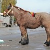 cheval-de-trait-belge