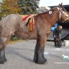 cheval-de-trait-belge