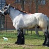 cheval-de-trait-belge