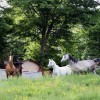 Studbook Belge du cheval Arabe
