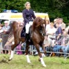 Studbook Belge du cheval Arabe