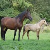 Studbook du cheval Pure Race Espagnol