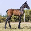 Studbook du cheval Pure Race Espagnol