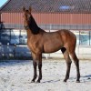 Studbook du cheval Pure Race Espagnol