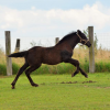 studbook-cheval-de-merens
