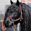 studbook-cheval-de-merens