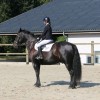 studbook-cheval-de-merens