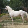 Royal Palomino Belge