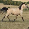 Royal Palomino Belge