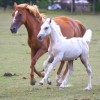 Royal Palomino Belge