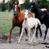 Royal Palomino Belge