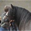 irish-cob-society-belgie