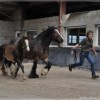 irish-cob-society-belgie