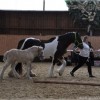 irish-cob-society-belgie