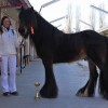 irish-cob-society-belgie