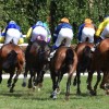 Fédération Belge des Courses Hippiques 