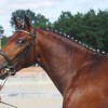 belgian-new-forest-pony