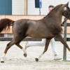 belgian-new-forest-pony