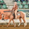 belgian-quarter-horse-association