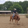 belgian-quarter-horse-association