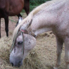 100 Chevaux sur l'herbe asbl