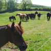 100 Chevaux sur l'herbe asbl