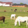 100 Chevaux sur l'herbe asbl