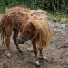 Refuge du Marais  - Refuge pour chevaux