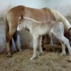 Stud book belge du poney haflinger
