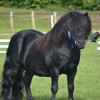 Studbook poney-shetland