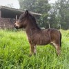 Studbook poney-shetland