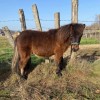 Studbook poney-shetland