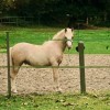 poney-welsh-stud-book