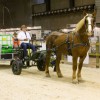 Studbook vlaams-paard-asbl